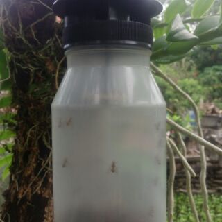 BẪY RUỒI VÀNG