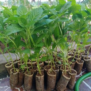 COMBO 10 CÂY GIỐNG ĐUÔI CHUỘT HOA TÍM