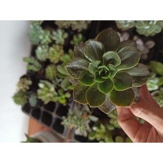 Sen đá Nhật Nguyệt (Đọc mô tả)
