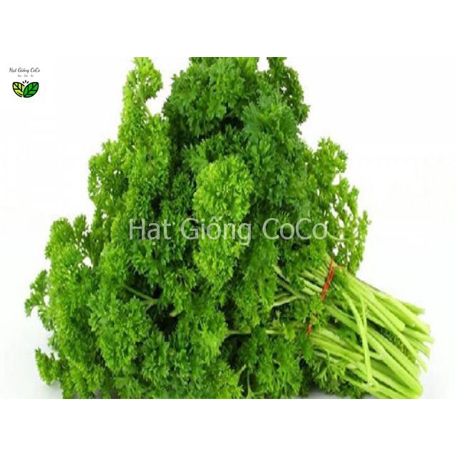 Hạt Giống Ngò Tây Parsley Siêu Xoắn Triple  Gói 2Gr