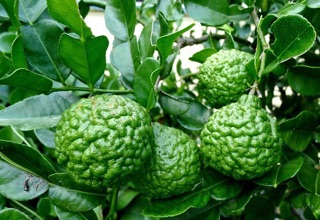 Cây chúc giống
