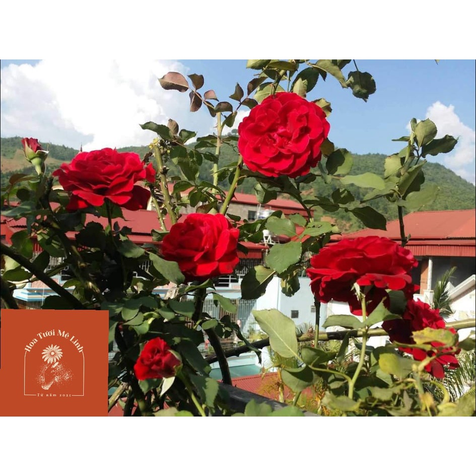 Hoa hồng cổ Sơn La đỏ nhung (leo) Cực phẩm Nhân Gian-HoaTuoiMeLinh