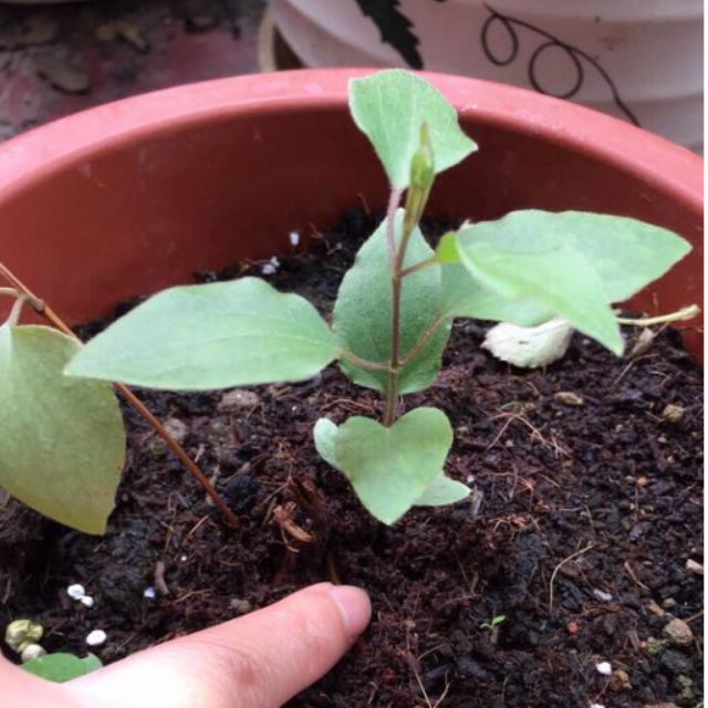 CỦ  HOA LEO ÔNG LÃO ĐÃ CÓ MẦM