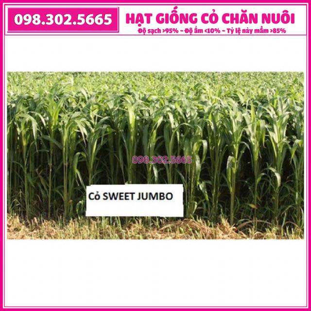 Hạt giống cỏ cao lương Sweet Jumbo - gói 100g