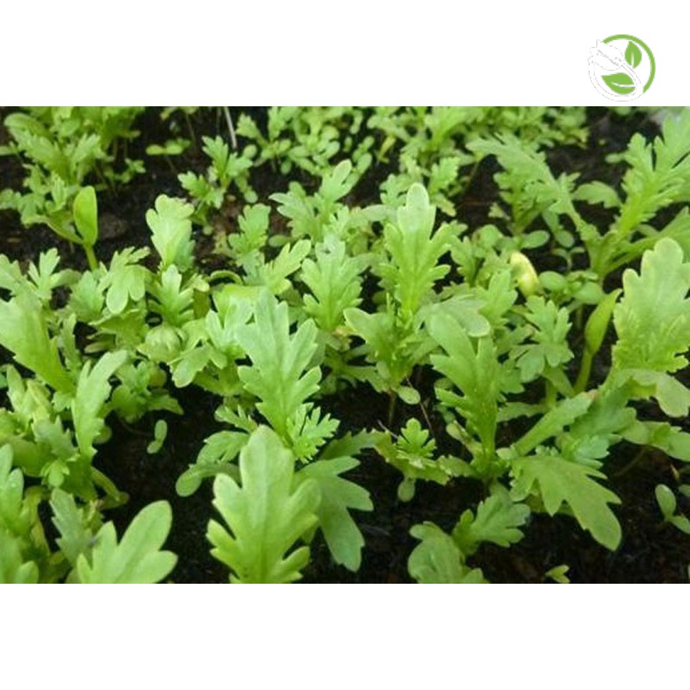 Hạt Giống Rau Tần Ô  Phú Nông - Gói Lớn 500g - 1kg - Garland Chrysanthemum