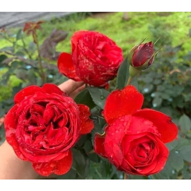 hoa hồng ngoại red apple sắc đỏ tươi siêu đẹp (cây nguyên bản)-Hoangoaimelinh