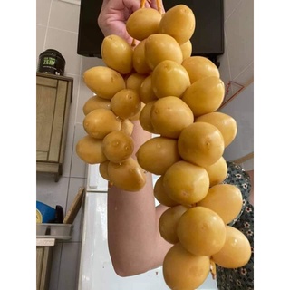 Hạt giống cây chà là 80k/100 hạt
