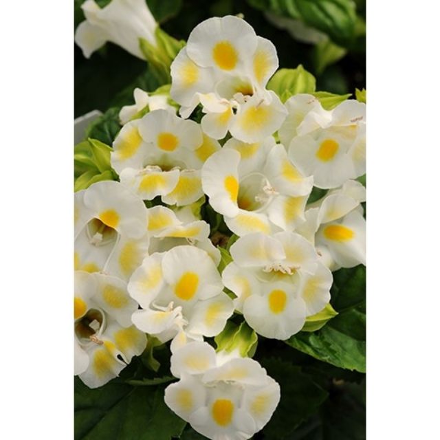 Hạt giống hoa Mắt Nai (tô liên, torenia) nhiều màu 5 HẠT ĐẾN MÙA TRỒNG TẾT