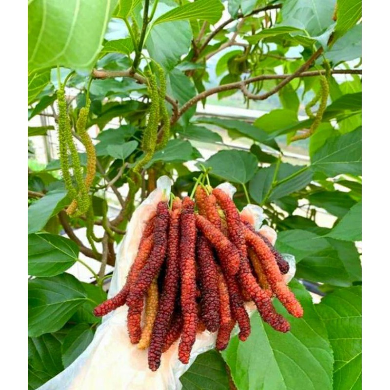 Dâu đài loan trái dài