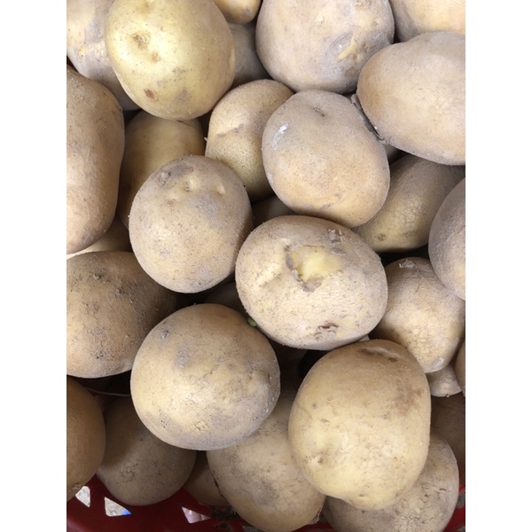 Khoai Tây to ngon, bở và hàng tươi ngon mỗi ngày đóng gói 1kg