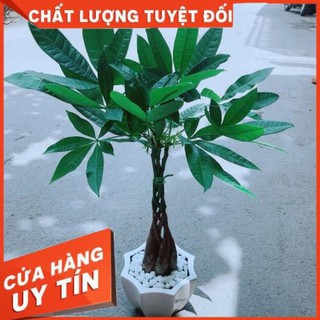 Chậu Kim Ngân 5 Thân Thắt Bính
