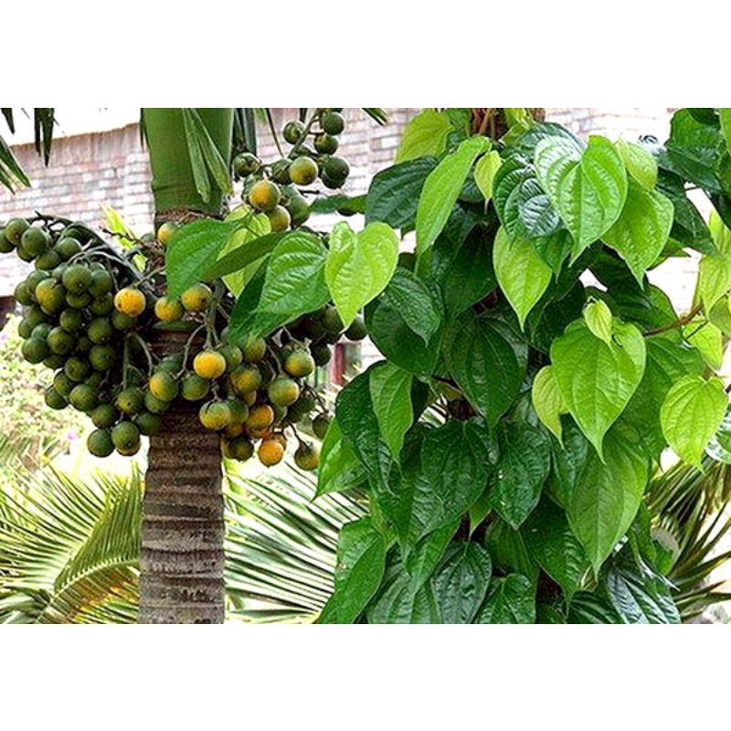 100g lá trầu không sạch