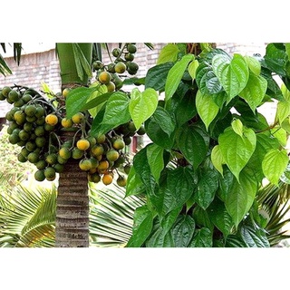 100g lá trầu không sạch