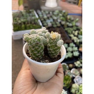 xương rồng trứng chim sz bầu