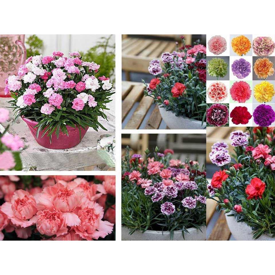 Shop 1K - HẠT GIỐNG HOA CẨM CHƯỚNG KÉP MIX - Tặng thuốc kích hạt nảy mầm nhanh chóng + Hướng dương siêu Lùn