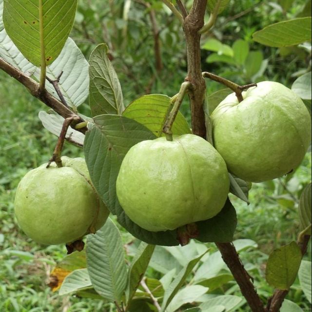 Cây ổi nữ hoàng