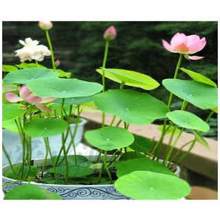 Gói 100 hạt giống sen nhật mini