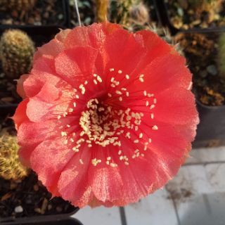 Xương rồng Lobivia