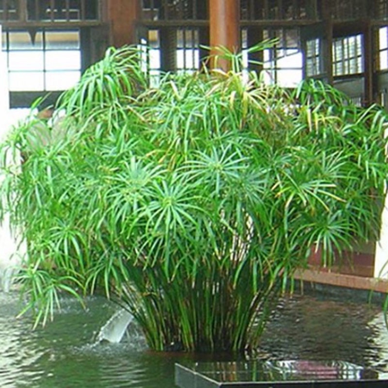 Cây thuỷ trúc thuỷ sinh - cây cảnh thủy sinh
