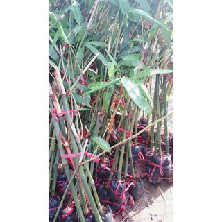 5 TRE MĂNG ĐIỀN TRÚC (CHUẨN GIỐNG)