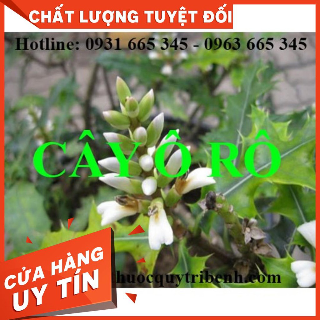 Cây Ô Rô Khô 1Kg - Hàng Loại 1 - Thảo Dược Uy Tín