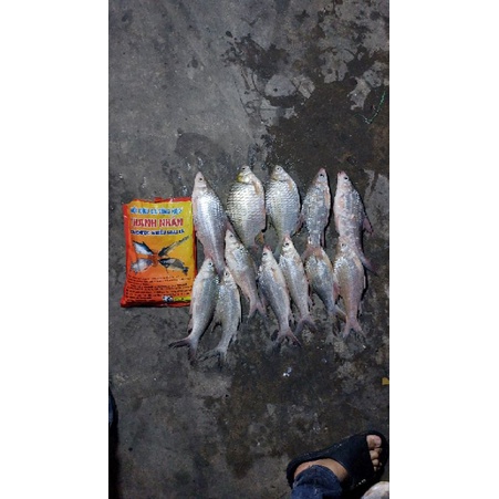 Mồi câu cá Thanh Nhẫn