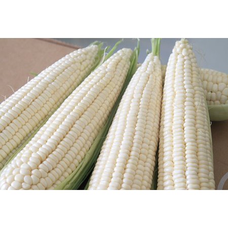 HẠT BẮP NẾP F1 TRẮNG - GÓI 100 GRAM