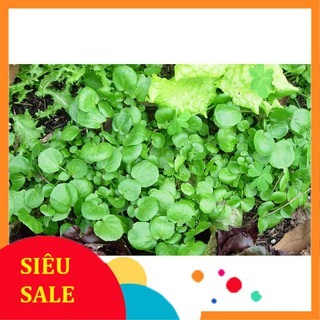 1g Hạt giống Xà lách xoong