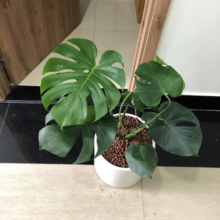 Trầu bà xẻ Monstera