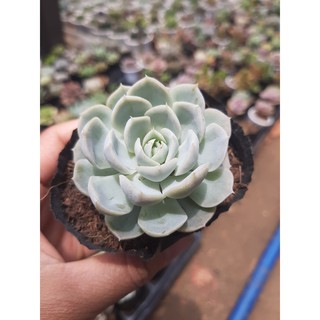 SEN ĐÁ LIÊN ĐÀI TRẮNG🌵SIZE6CM🌵 💎 |FREESHIP| 🔥 XUẤT XỨ ĐÀ LẠT, ĐÃ THUẦN KHÍ HẬU, SIÊU KHOẺ ĐẸP 🔥LỖI 1 ĐỔI 1