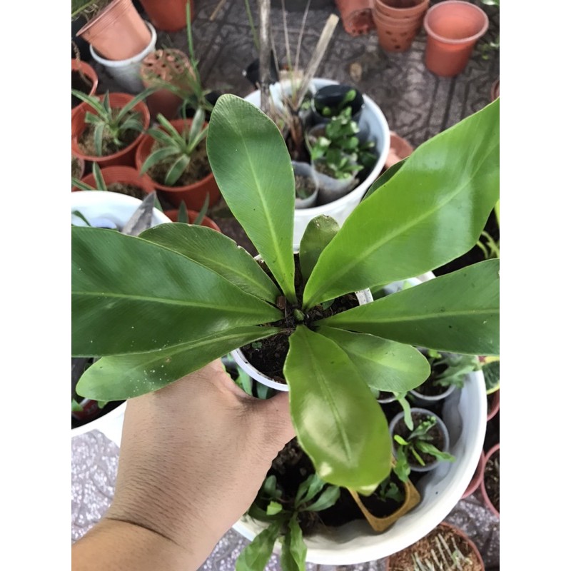 Cây tổ quạ cây giống mini