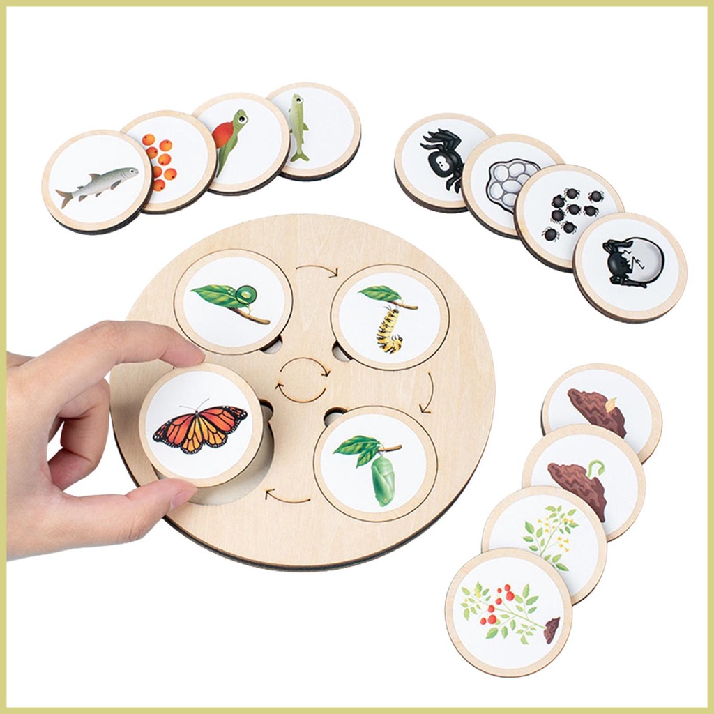 Bộ Đồ Chơi Xếp Hình Vòng Đời Của Động Vật/Côn Trùng Hỗ Trợ Giảng Dạy