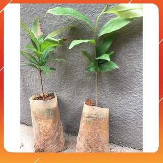 [BÁN CHẠY] CÂY GIỐNG MAI VÀNG CÁNH KÉP ĐẠI LỘC