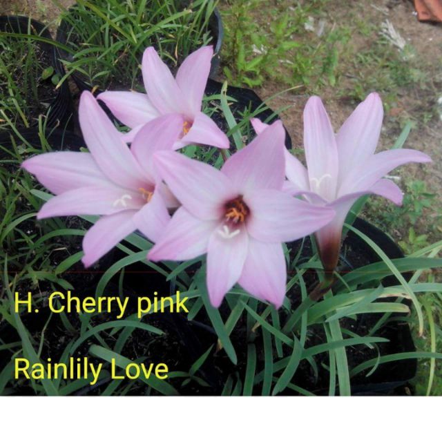 Củ huệ mưa cherry pink hoa to, huệ mưa ngoại màu vàng,  vàng nhạt,  cam.
