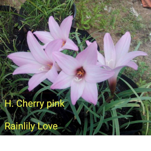 Củ huệ mưa cherry pink hoa to, huệ mưa ngoại màu vàng, vàng nhạt, cam.