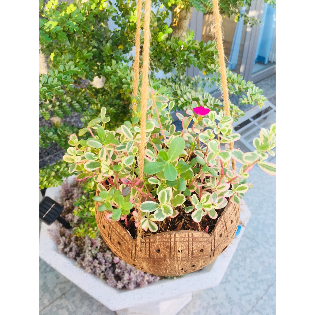 COMBO 5 GÁO DỪA TREO MIỆNG LƯỢN TRỒNG LAN CÂY CẢNH, SEN ĐÁ.... MAYHONG GARDEN