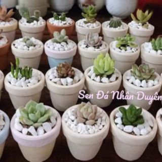 Sen đá mini kèm chậu