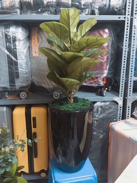 Chậu sứ Bát Tràng trồng cây size đại 45*30cm - HN