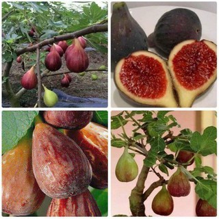 CÂY GIỐNG SUNG MỸ ( CÂY VẢ TÂY ) QUẢ TO SIÊU NGỌT GIỐNG CHUẨN F1