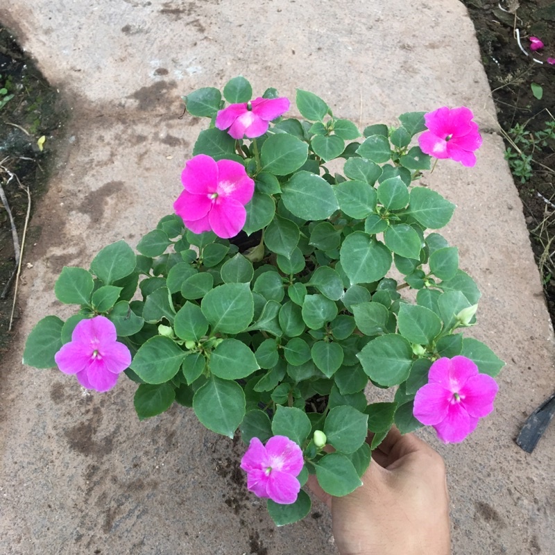 Hoa Ngọc Thảo Đơn Sẵn Nụ Và Hoa