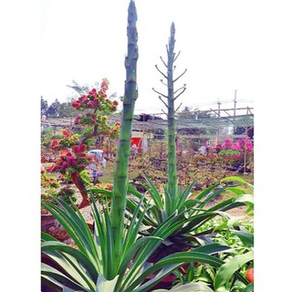 Cây Dứa Mỹ Dứa Sợi Mỹ bán cây con hình cuối