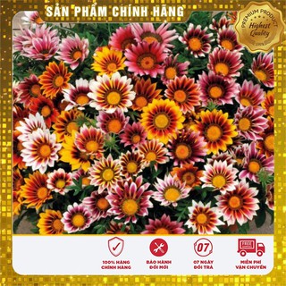 Hạt Giống Hoa Cúc Huân Chương Mix (50 hạt )