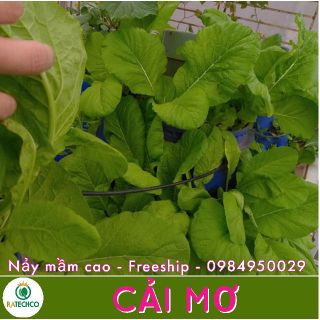Cải mơ Hoàng gia 50g - Tỷ lệ nảy mầm cao