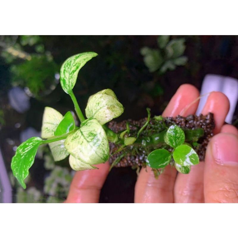 10 thanh Giá thể Napad thủy sinh