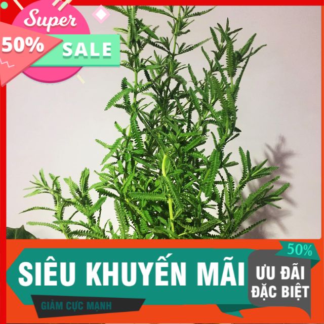 Cây lavender oải hương lớn