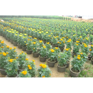 Hạt hoa vạn thọ pháp op lùn màu vàng chanh - gói 0,5 gram