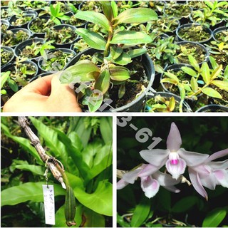 HỒNG MỸ NHÂN TỰ THỤ