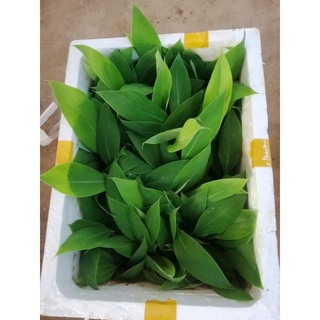Cây giống Chuối Sứ [còn gọi là Chuối Mốc, chuối xiêm ]