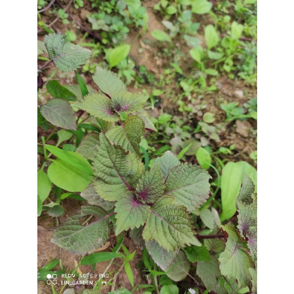 Cây tía tô ( ảnh thật)