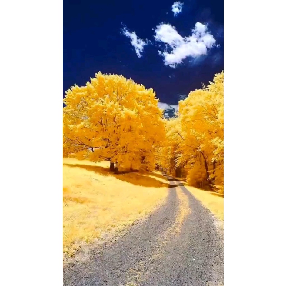 Bộ Tranh Sơn Dầu Trang Trí Tự Làm Hình Lâu Đài Và Hoa 40*50CM